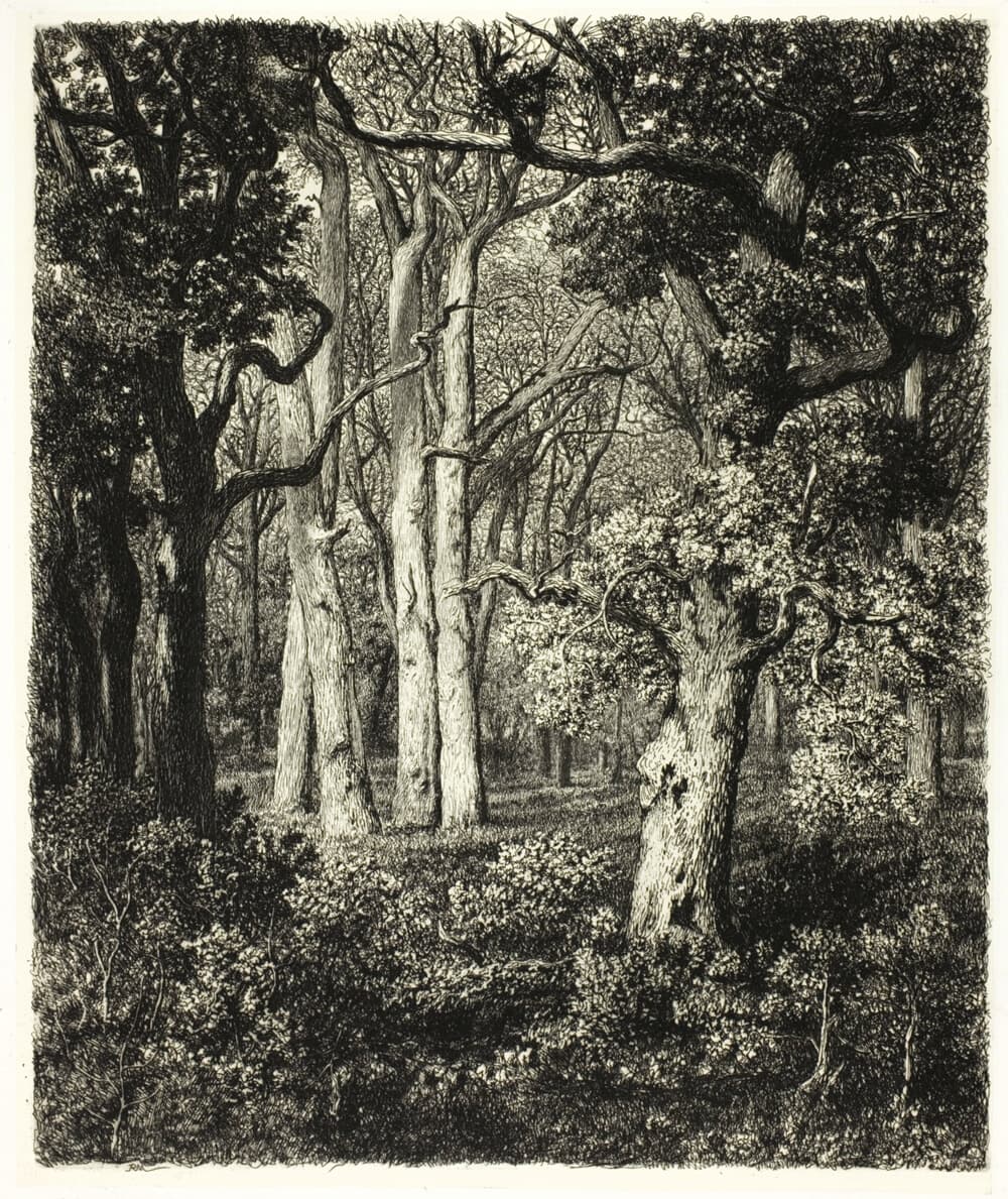 Etching of four tall oak trees standing together amid thick, lush ground cover and trees with dense foliage.