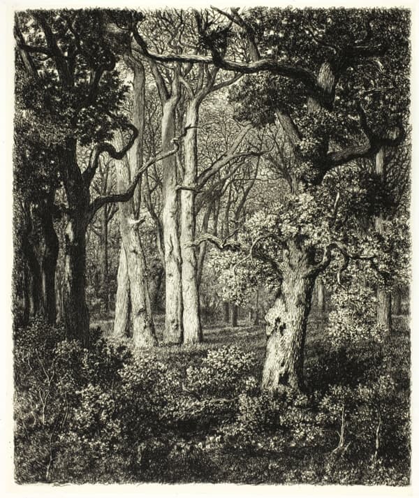 Etching of four tall oak trees standing together amid thick, lush ground cover and trees with dense foliage.